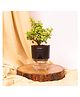 KYARI Good Luck Jade Plant Crassula Ovata Live Indoor Plants with Black Self Watering Pot