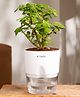 KYARI Good Luck Jade Plant Crassula Ovata Live Indoor Plants with White Self Watering Pot