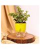 KYARI Good Luck Jade Plant Crassula Ovata Live Indoor Plants with Green Self Watering Pot