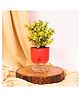 KYARI Good Luck Jade Plant Crassula Ovata Live Indoor Plants with Red Self Watering Pot