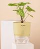 KYARI Line Syngonium Arrowhead Indoor Plants for Living Room Live Plants Plants with Cream Self Watering Pot for Home Air purifier plants Plants for Home Decor