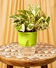 KYARI Money N'joy Indoor Plants for Living Room Live Plants Plants with Green Self Watering Pot for Home Air purifier plants Plants for Home Decor
