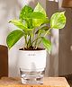 KYARI Money Variegated Indoor Plants for Living Room - Live Plants Plants with White Self Watering Pot