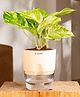 KYARI Money Variegated Indoor Plants for Living Room - Live Plants Plants with Cream Self Watering Pot