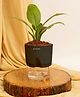 KYARI Peace Lily Indoor Plants for Living Room Live Plants Plants with Black Self Watering Pot for Home Air purifier plants Plants for Home Decor