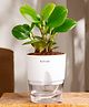KYARI Peperomia Green Indoor Plants for Living Room Live Plants Plants with White Self Watering Pot for Home Air purifier plants Plants for Home Decor