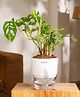 KYARI Philodendron Broken Heart Indoor Plants for Living Room Live Plants Plants with White Self Watering Pot for Home Air purifier plants Plants for Home Decor