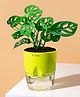 KYARI Philodendron Broken Heart Indoor Plants for Living Room Live Plants Plants with Green Self Watering Pot for Home Air purifier plants Plants for Home Decor