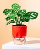 KYARI Philodendron Broken Heart Indoor Plants for Living Room Live Plants Plants with Red Self Watering Pot for Home Air purifier plants Plants for Home Decor