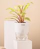KYARI Philodendron Ceylon Indoor Plants for Living Room Live Plants Plants with White Self Watering Pot for Home Air purifier plants Plants for Home Decor
