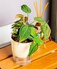KYARI Philodendron Micans Indoor Plants for Living Room Live Plants Plants with Cream Self Watering Pot for Home Air purifier plants Plants for Home Decor