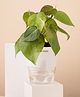 KYARI Philodendron Oxycardium Indoor Plants for Living Room Live Plants Plants with White Self Watering Pot for Home Air purifier plants Plants for Home Decor