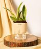 KYARI Sansevieria Futura Superba Snake Indoor Plants for Living Room Live Plants Plants with Cream Self Watering Pot for Home Air purifier plants Plants for Home Decor