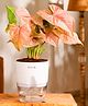 KYARI Syngonium Pink Indoor Plants for Living Room Live Plants Plants with White Self Watering Pot for Home Air purifier plants Plants for Home Decor