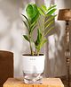 KYARI Zamia Green ZZ Indoor Plants for Living Room Live Plants Plants with White Pot for Home Air purifier plants Plants for Home Decor