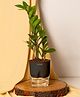 KYARI Zamia Green ZZ Indoor Plants for Living Room Live Plants Plants with Black Pot for Home Air purifier plants Plants for Home Decor