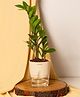 KYARI Zamia Green ZZ Indoor Plants for Living Room Live Plants Plants with Cream Pot for Home Air purifier plants Plants for Home Decor