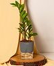 KYARI Zamia Green ZZ Indoor Plants for Living Room Live Plants Plants with Grey Pot for Home Air purifier plants Plants for Home Decor