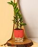 KYARI Zamia Green ZZ Indoor Plants for Living Room Live Plants Plants with Red Pot for Home Air purifier plants Plants for Home Decor