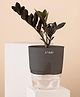 KYARI ZZ Black Indoor Plants for Living Room Live Plants Plants with Grey Self Watering Pot for Home Air purifier plants Plants for Home Decor