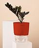 KYARI ZZ Black Indoor Plants for Living Room Live Plants Plants with Red Self Watering Pot for Home Air purifier plants Plants for Home Decor