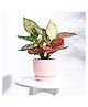 Ugaoo Grail Ceramic Peach Pot