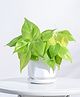 Ugaoo Diamond Ceramic White Pot