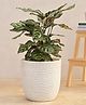 UGAOO Milano Short White Stone Small Planter