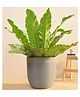 UGAOO Milano Short Grey Stone Large Planter