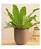 UGAOO Milano Short Brown Stone Large Planter
