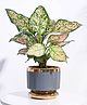 UGAOO Aurelius Round Ceramic Grey Pot - (5 Inch)
