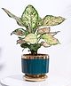 UGAOO Aurelius Round Ceramic Dark Teal Pot - (5 Inch)