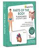 GrapplerTodd Parts of the Body Flashcards (Internal & External Organs) - 24 Pieces