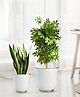 BEHOMA Metal Planters White (Set of 2), Modern Large Planters for Home Décor