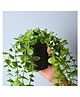 VONCASA Green Hanging Planter