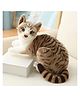 Tickles 35 cm Cute Cat Animal Soft Stuffed Plush Toy for Kids Baby Girls & Boys Birthday Gifts (Color Dark Brown )