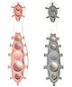 Cognikids Dip Weaning Pre-Spoon - Blush & Slate