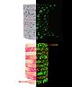 Oh! Pair Cotton Glow in the Dark Shoe Laces Pack of 2 - Pink & White (100 cm)