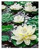 Homesake Artificial Floating Lotus Flowers with Lily Pad lifelike décor for home, garden, pond, and Puja, Set of 6 White