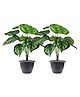Go Hooked  Artificial Monstera Plant with complimentary pot| 12 Green Patterned Leaves, for Home & Office Pack of 2