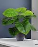 Go Hooked  Artificial Philodendron Plant with complimentary pot | 12 Green Patterned Leaves Ornamental Plant for Home Decor Office Decor