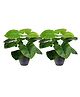 Go Hooked  Artificial Monstera Plant with complimentary pot- Tree with 12 Green Patterned Leaves,  for Home & Office Pack of 2