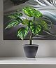 Go Hooked  Artificial Monstera Plant with complimentary pot| 12 Green Leaves Ornamental Plant for Interior Decor | Home Decor | Office Decor