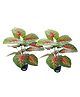Go Hooked  Artificial Monstera Plant with complimentary pot with 12 Green Patterned Leaves,  for Home & Office Pack of 2