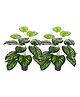 Go Hooked  Artificial Monstera Plant with complimentary pot with 12 Green Patterned Leaves,  for Home & Office Pack of 2