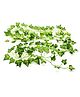 Go Hooked Artificial Garland Maple Plant Leaf Creepers for Home Decor (12 Creepers, 30 Leaves in 1 Creeper, 6 Foot Each), Green