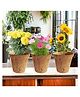 ecofynd 3 in 1 DIY Growkit for Marigold, Sunflower and Cosmos Mix