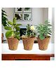 ecofynd 3 in 1 DIY Vegetable Grow Kit: Brinjal, Okra & French Beans