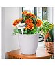 ecofynd Grow Kit of Marigold Flower || DIY Easy Grow it Yourself Gardening Kit for Home and Garden