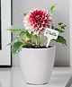 ecofynd Grow Kit of Dahlia Flower || DIY Easy Grow it Yourself Gardening Kit for Home and Garden